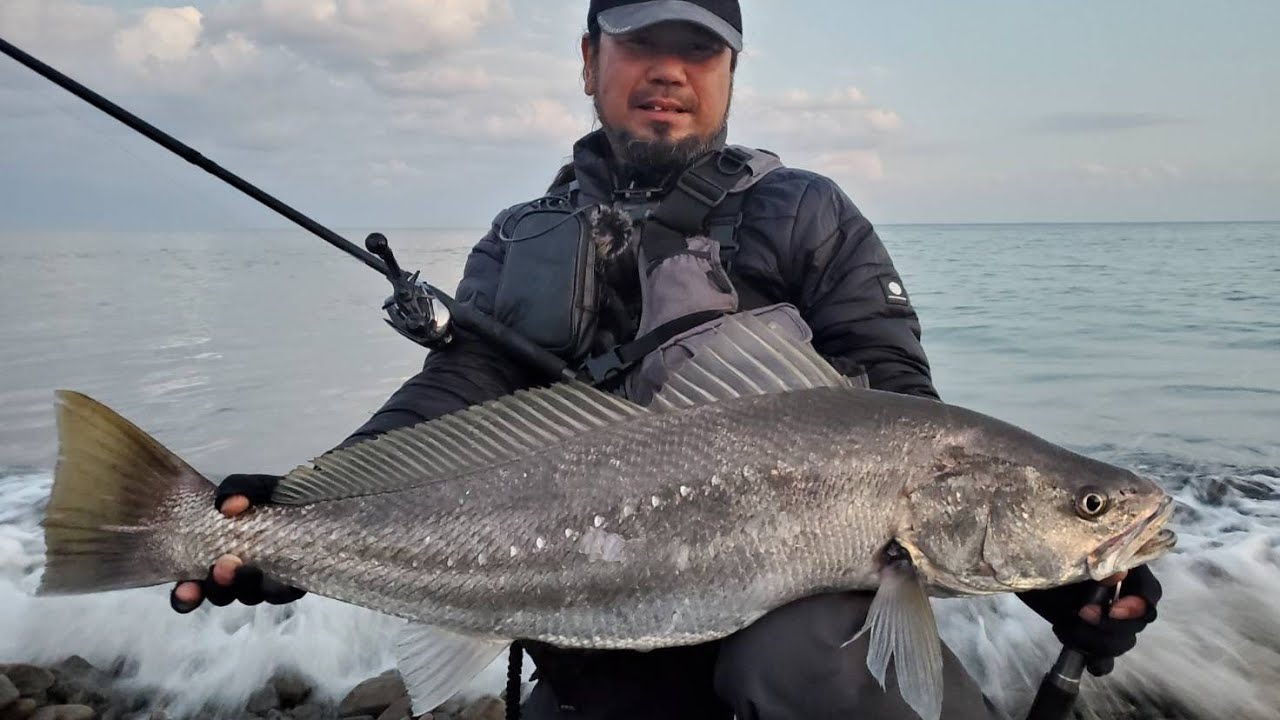 【砂潮鱗】宮崎サーフオオニベ