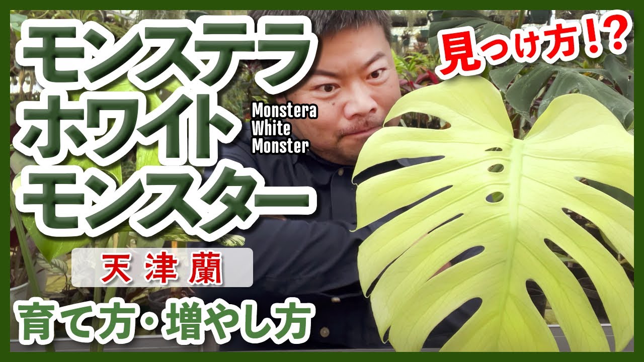 【観葉植物】これで失敗しない！モンステラ斑入りの増殖方法　monstera whitemonster