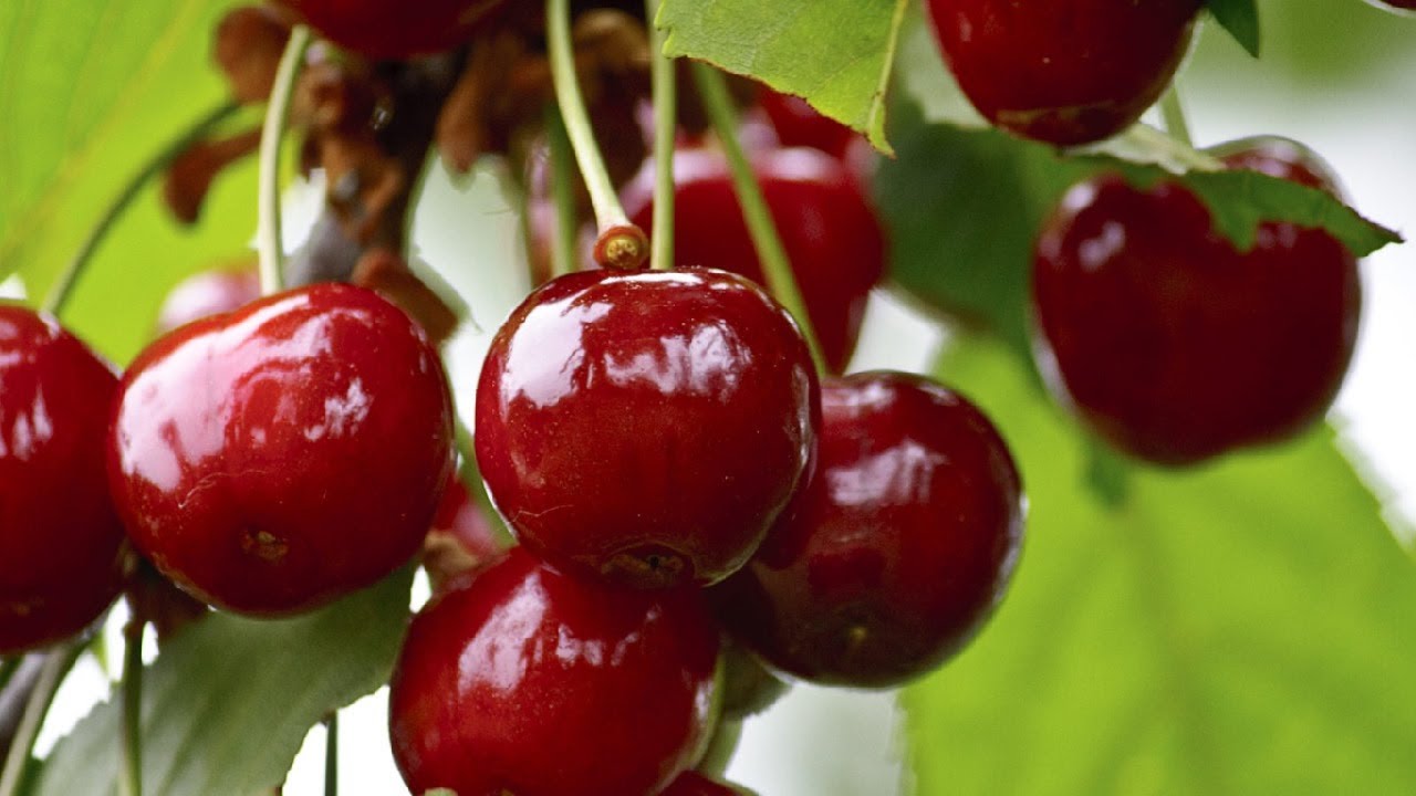 10 продуктов, которые могут вас убить