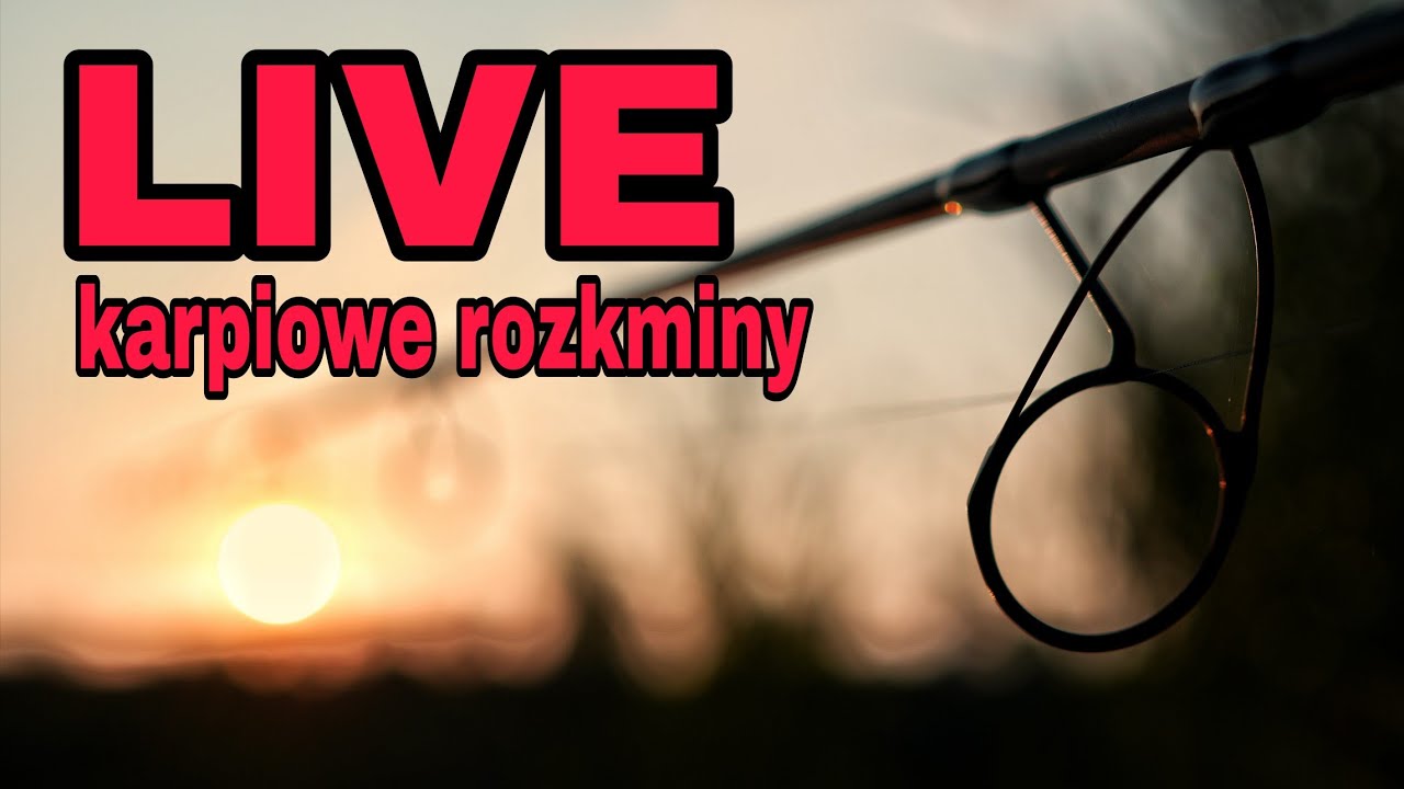 LIVE - karpiowe rozmowy