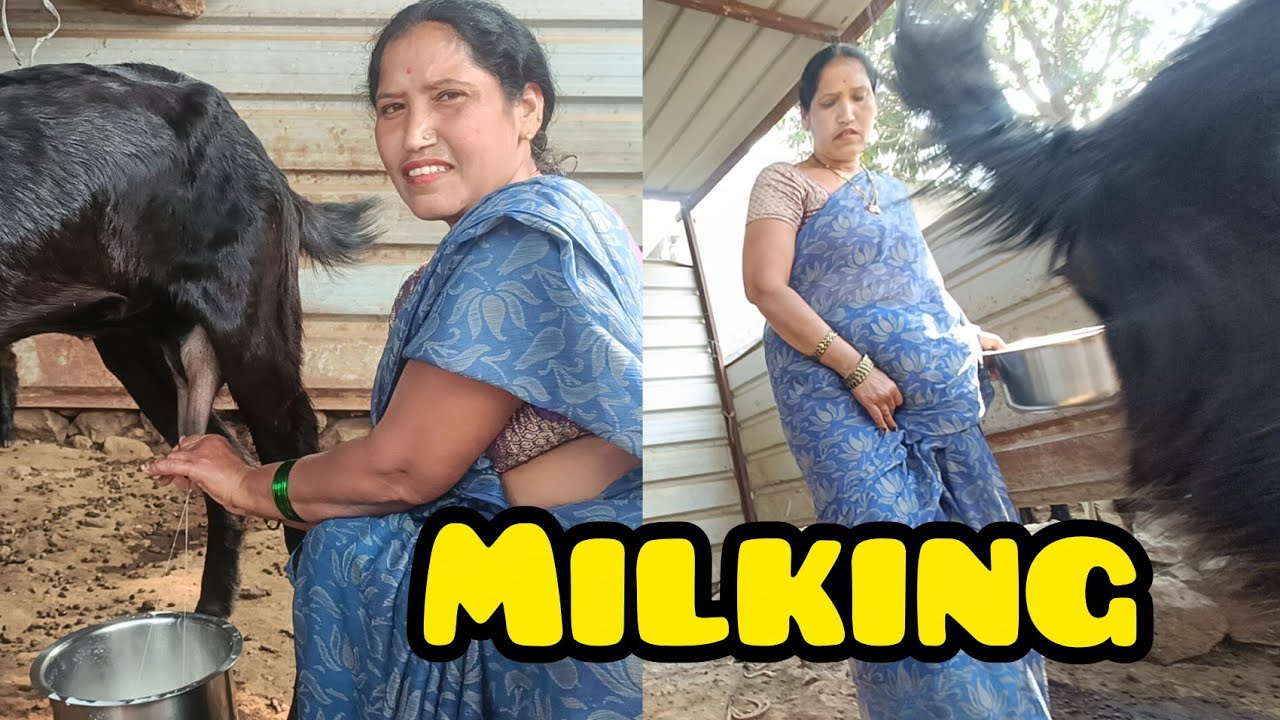 Fantastic 👌 Goats milk milking by hands 🥰