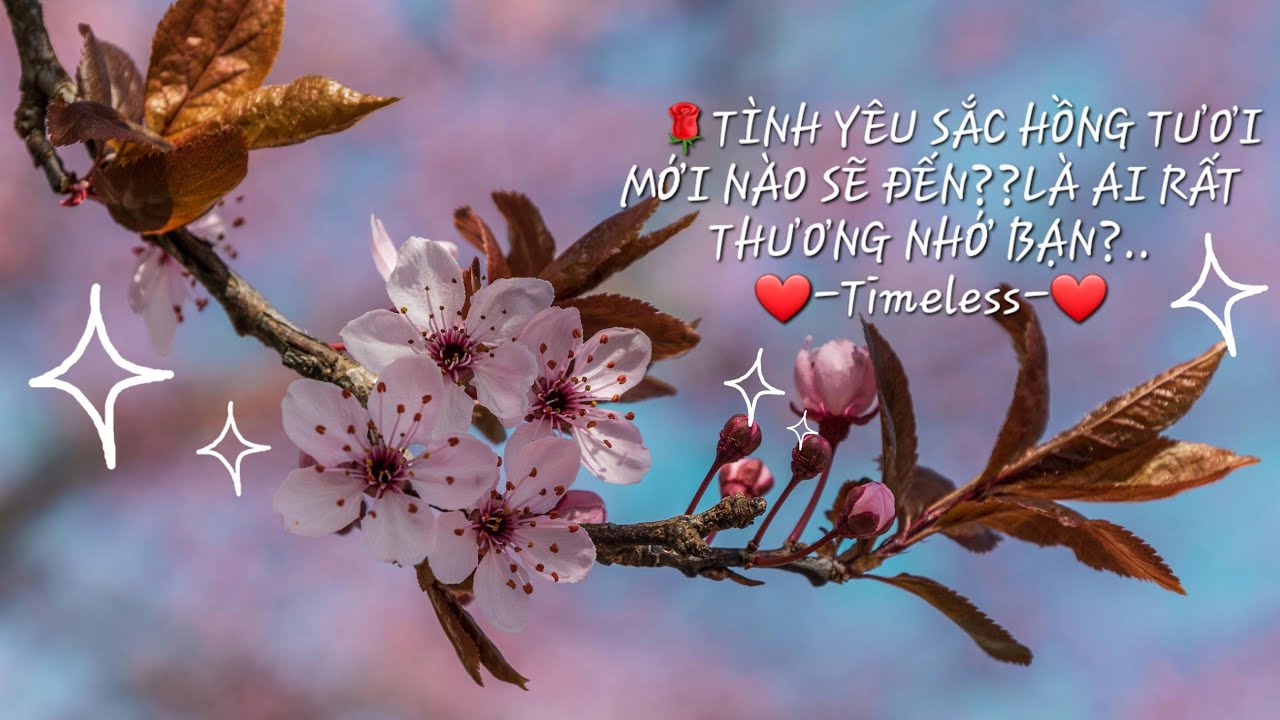 ❤️TÌNH YÊU SẮC HỒNG TƯƠI MỚI NÀO SẼ ĐẾN??LÀ AI RẤT THƯƠNG NHỚ BẠN?..♡-Timeless-♡#tarot#love