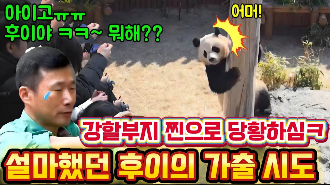 에버랜드 판다월드 💢 3월9일 맙소사 설마했던 후이의 가출시도 강 할부지 찐으로 당황합니다 ㅎㅎ 