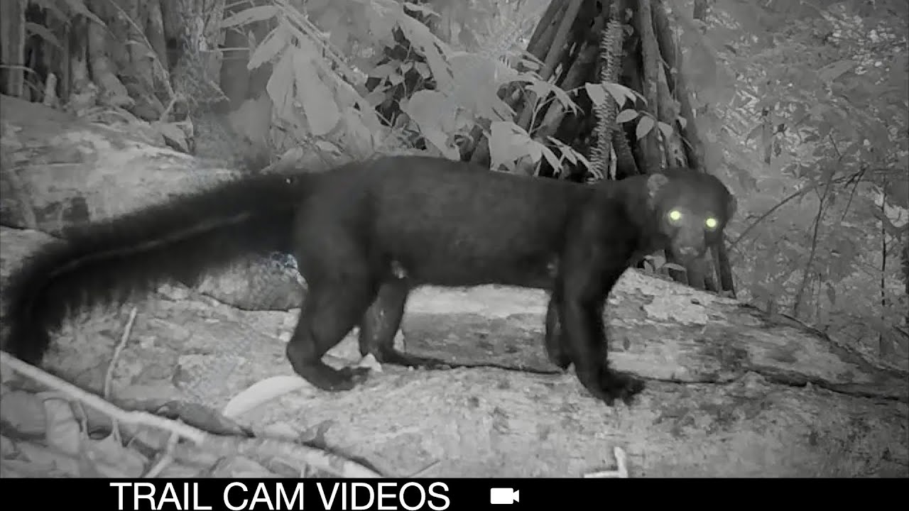 Puma, Ocelot, & More! Rare Rainforest Animals on Trail Cam!