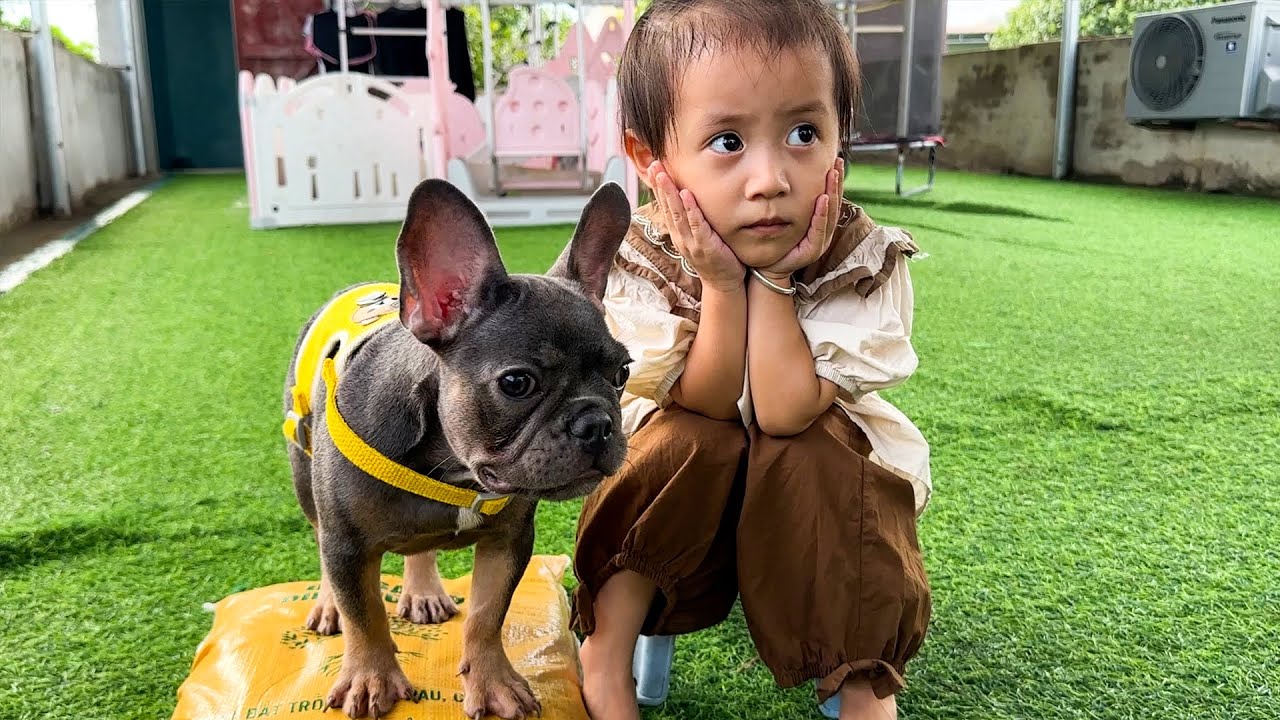 Diem stopped Mun dog from destroying momr's tree | Funny Dog Video