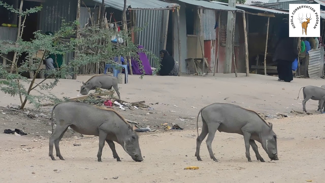 Desert Warthogs in Garissa, Kenya.