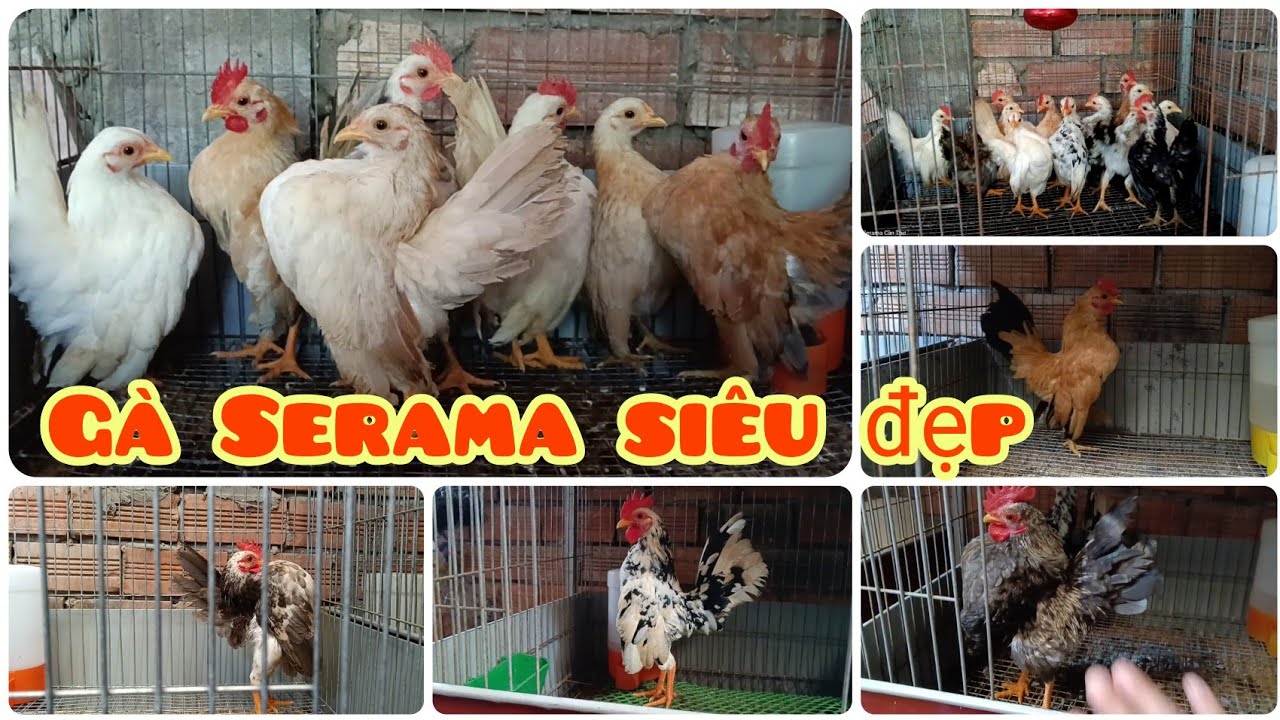 Gà cảnh Malaysia siêu đẹp đủ lứa tuổi, ngày 28/11 | Trại gà Serama Cần Thơ.