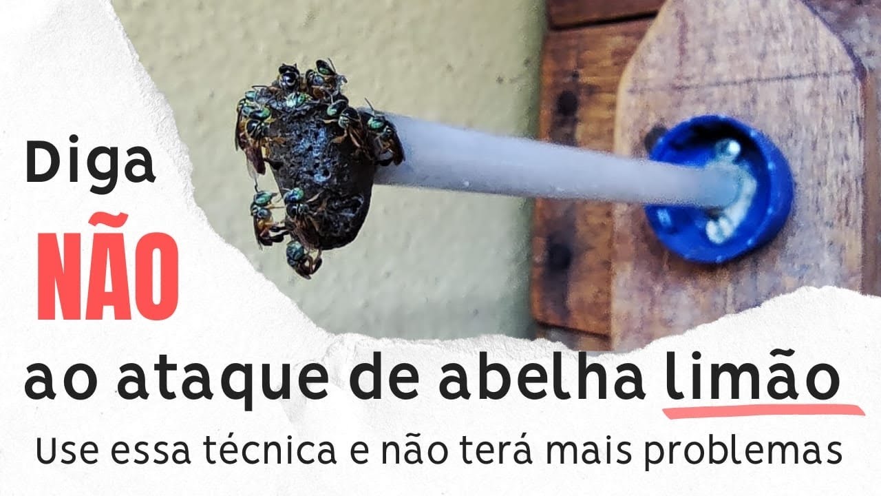 Como evitar ataques de abelhas limão!!! #abelhas #abelhassemferrao