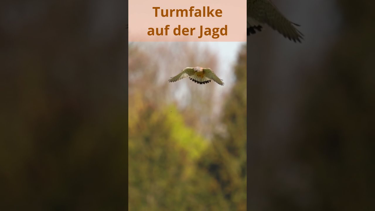 Turmfalke auf der Jagd