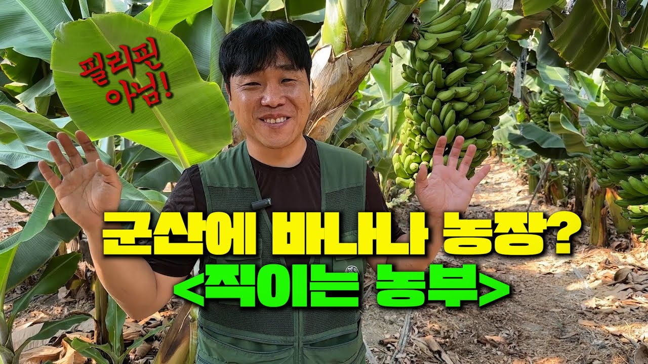 🍌군산에 바나나 농장이?? 직이는 농부👍