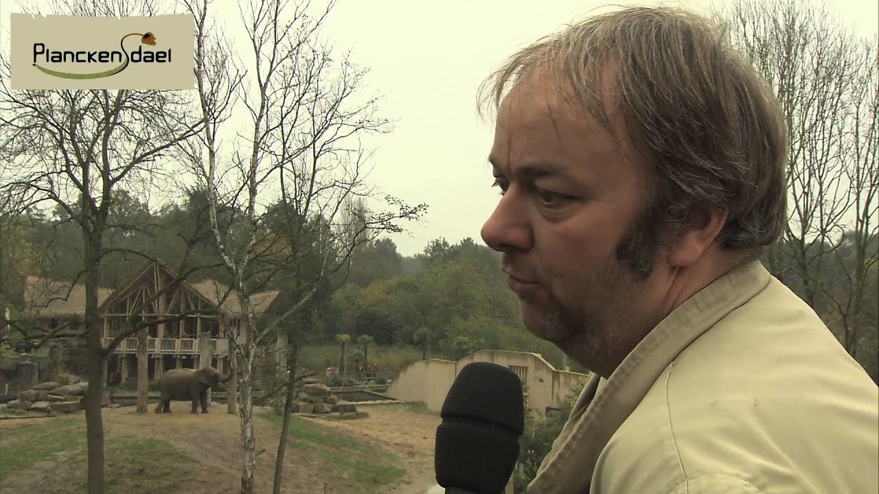 De olifantenfamilie in Planckendael: de suikertantes in Kai-Mooks familie