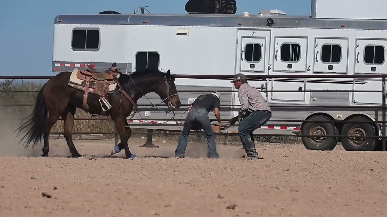 Bay Mare- Cole Cooper