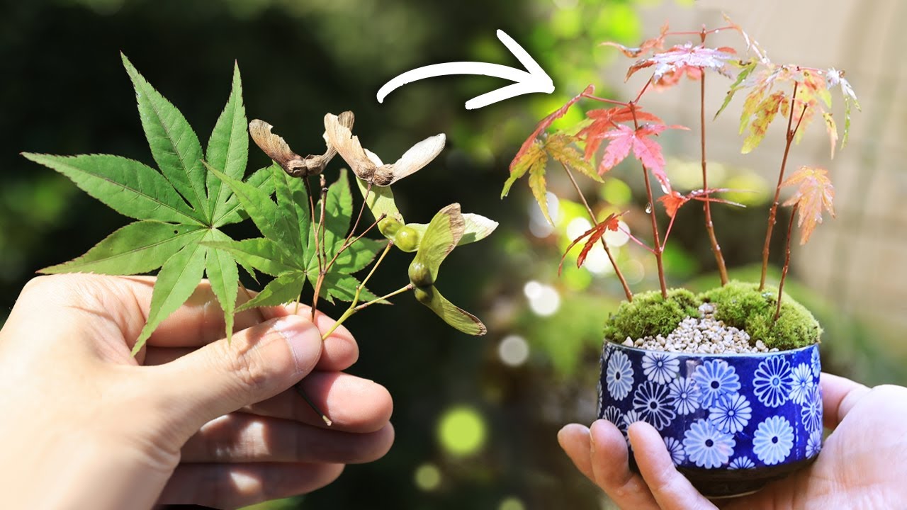 モミジの種まき～湯吞みミニ盆栽作りまで【Bonsai diary 盆栽日記 3/20】初心者の簡単盆栽の作り方 やり方 もみじ Maple sowing seeds EOS R5撮影
