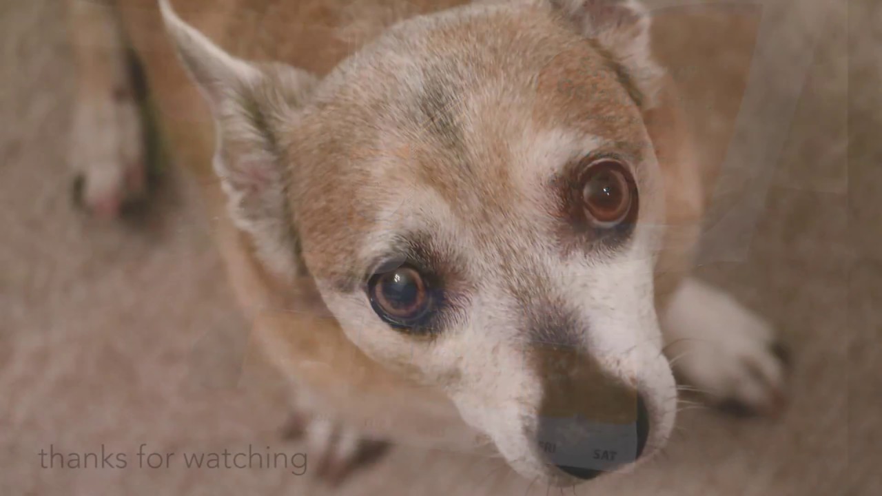 How I get my dog to take his heart pills - Vetmedin