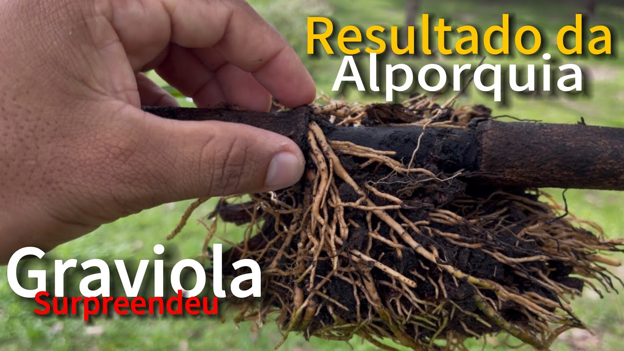 Resultado Perfeito,  Da ALPORQUIA🌱,  de  forma simples,  Frutíferas em Casa + Técnica que funciona.