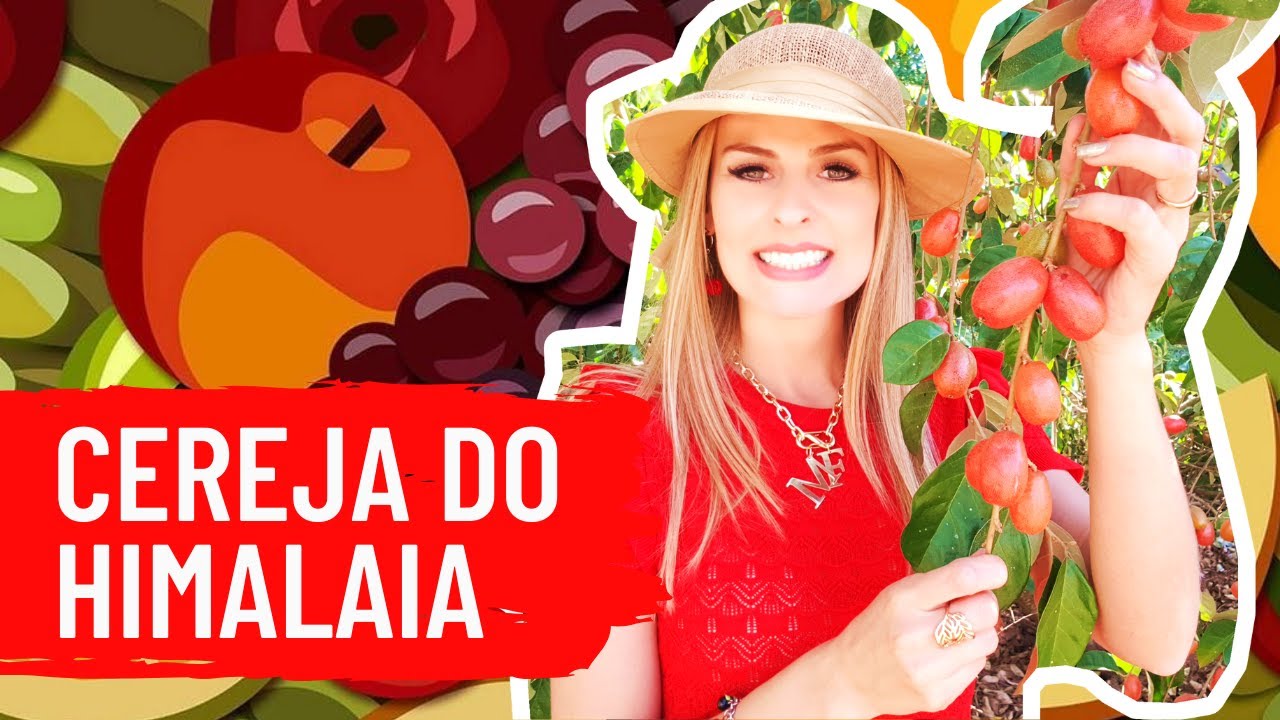 FRUTA DO HIMALAIA???