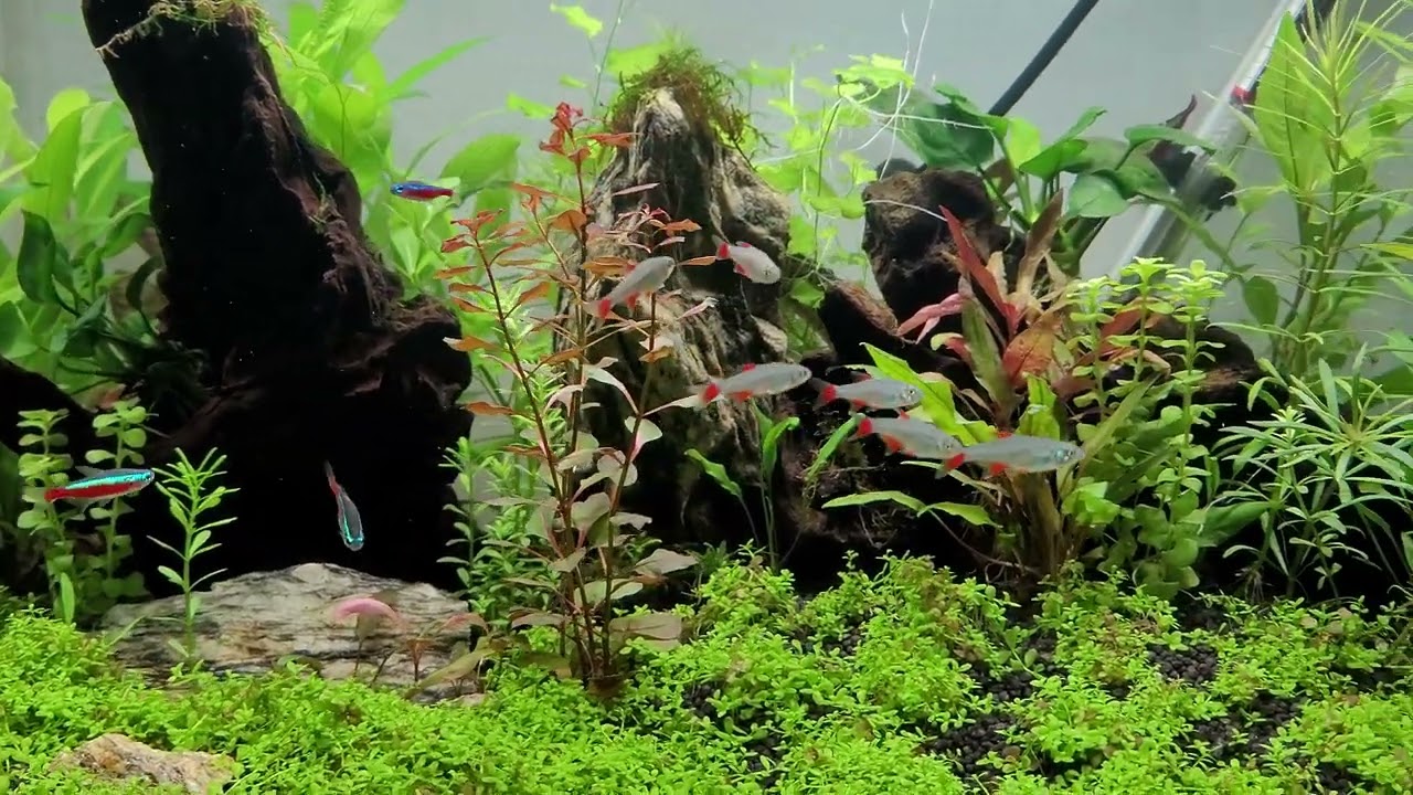 Parameters all good, so added 6 Bloodfin Tetras. 🤩