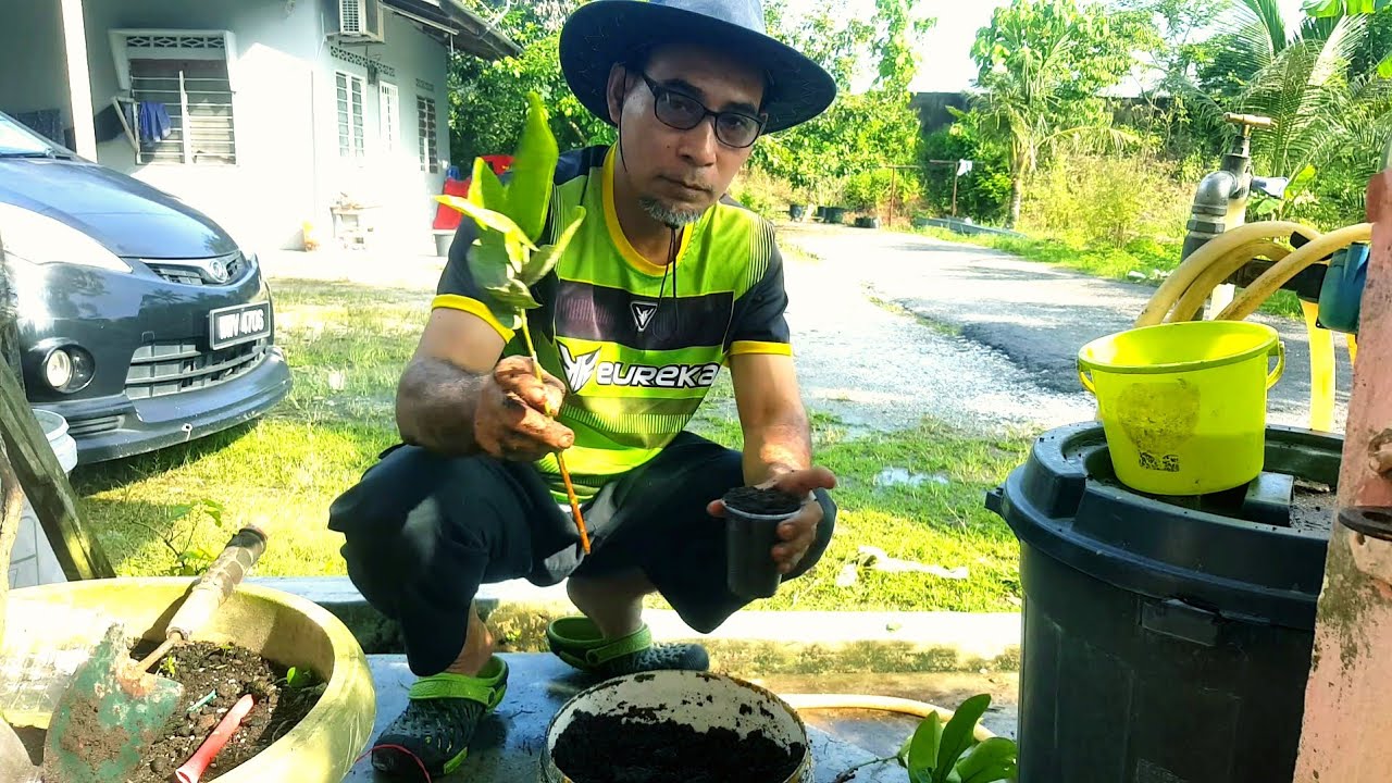 CARA SEMAI POKOK JAMBU MADU DARI KERATAN BATANG.