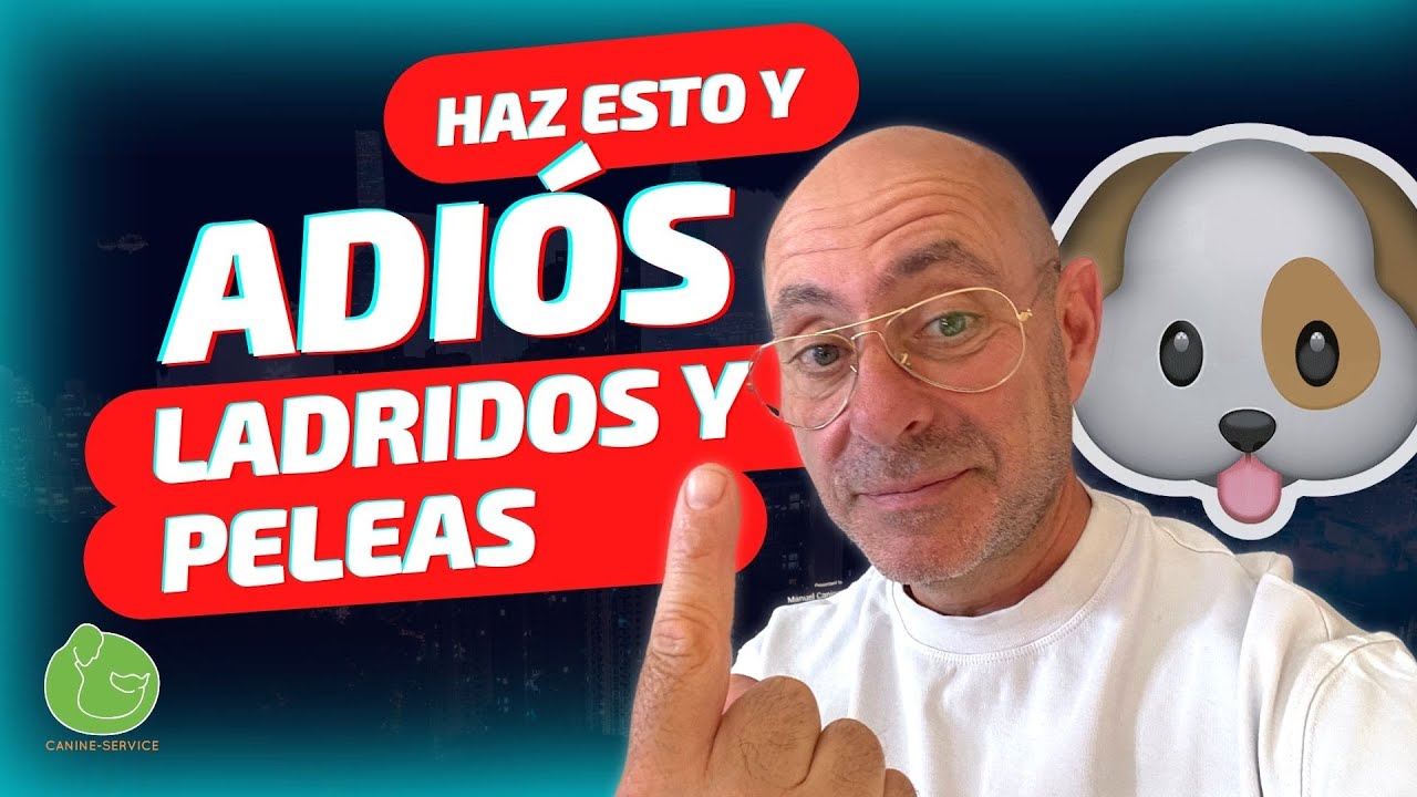 Cómo EVITAR LADRIDOS y la AGRESIVIDAD de tu PERRO