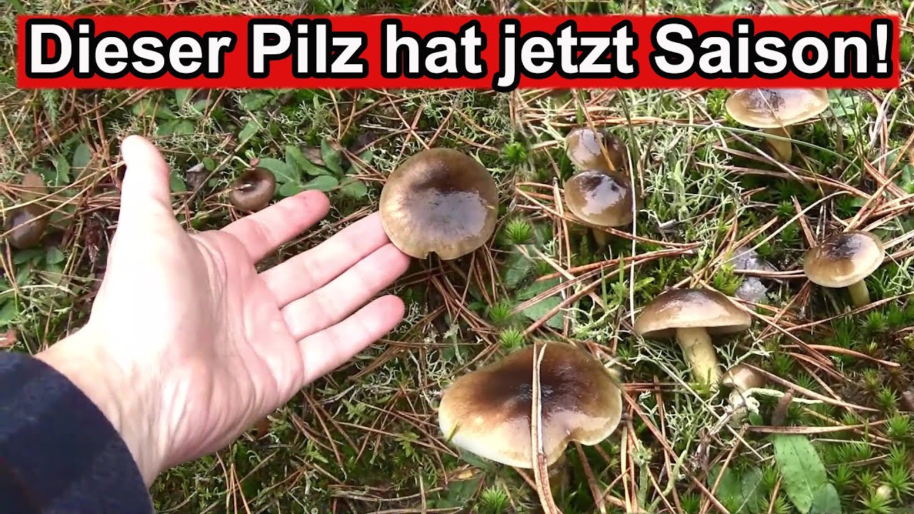 Dieser Pilz hat jetzt Saison! Endlich ist dieser Winterpilz da ...