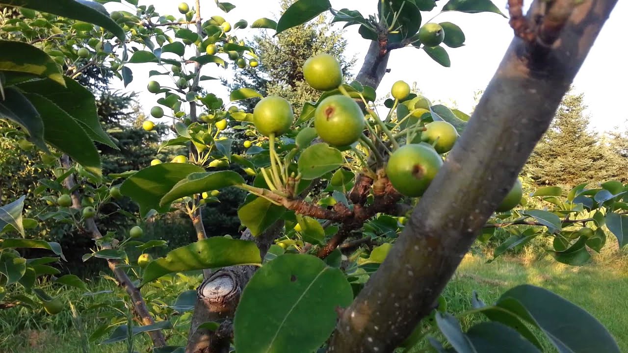 Asian Pear Thinning Nijiseiki