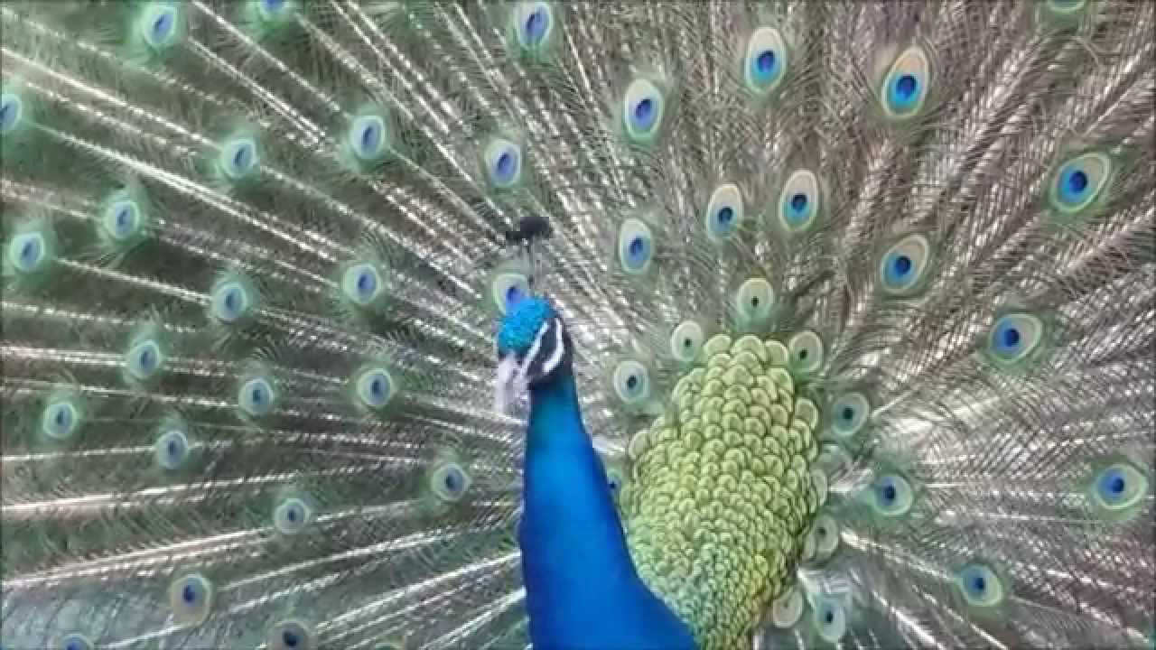 Peacocks at Tivoli Gardens - Påfugle i Tivoli