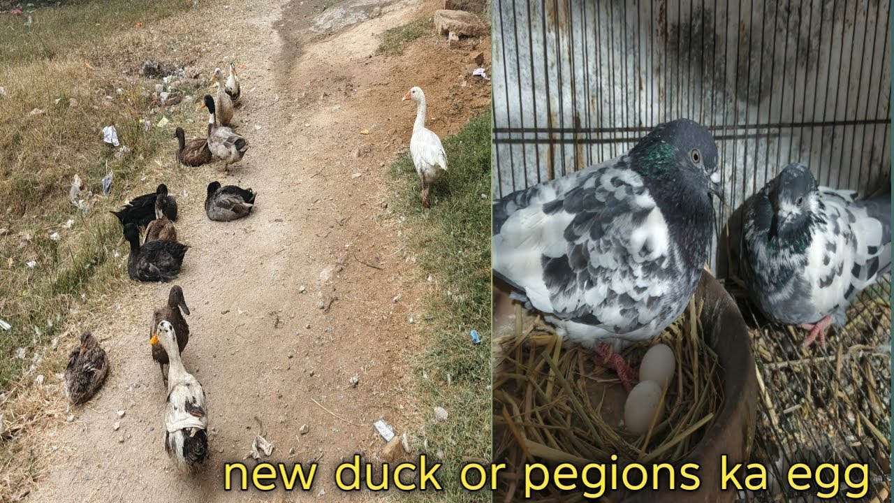 New duck or pegions ka eggs. 
