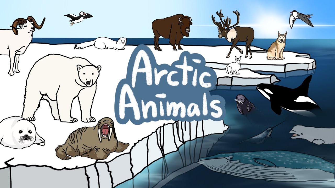 Arctic animals | Polar Animal | What kind of Animals, Whales, sharks live in North Pole? | Kids Draw