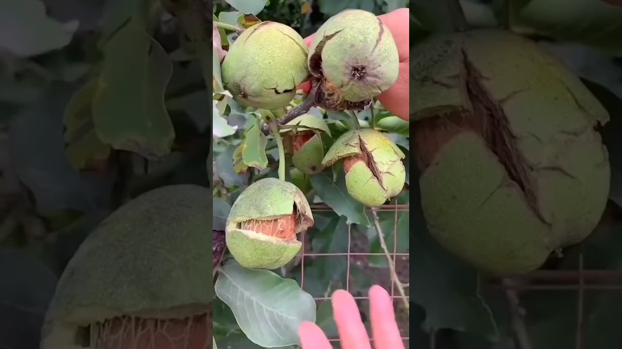 how to grow walnut (growing Walnut at home #ytshorts #walnut #organic