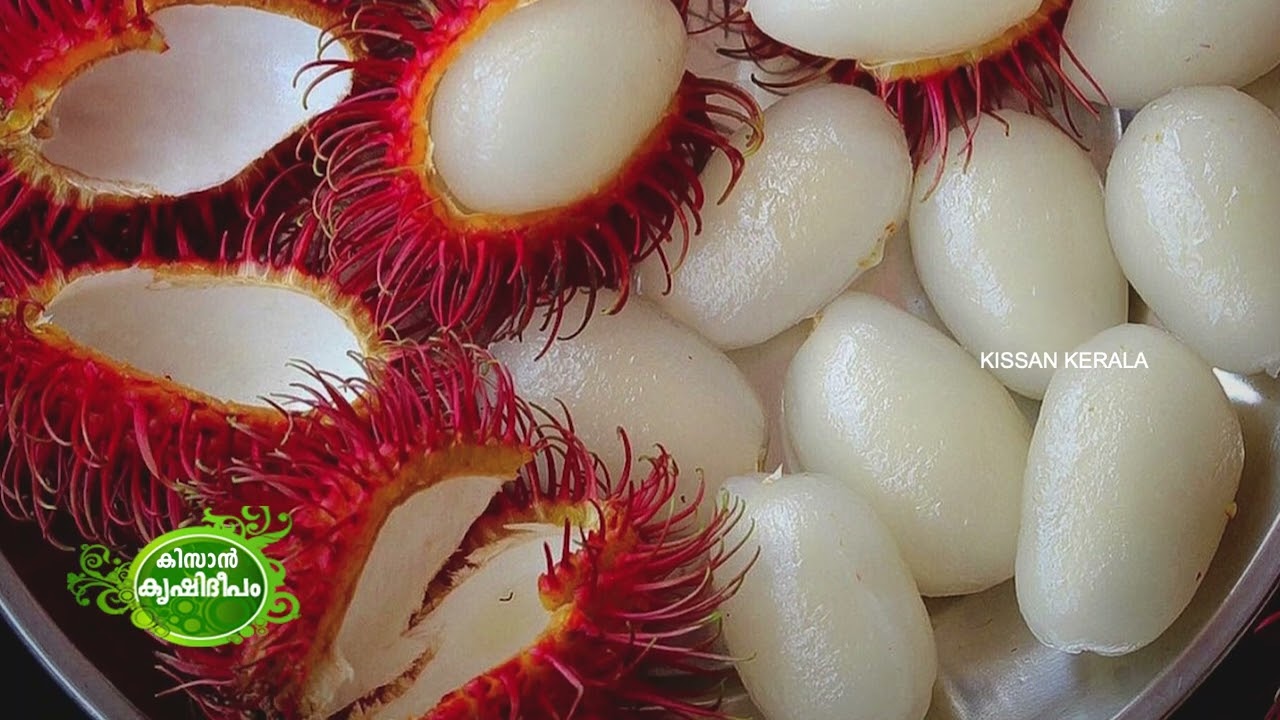 Kissan Krishideepam Episode - 1065 The Story of a 'Fruit Full' Home