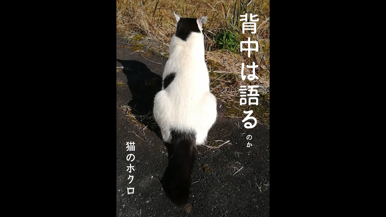 背中は語るのか／猫のホクロ　