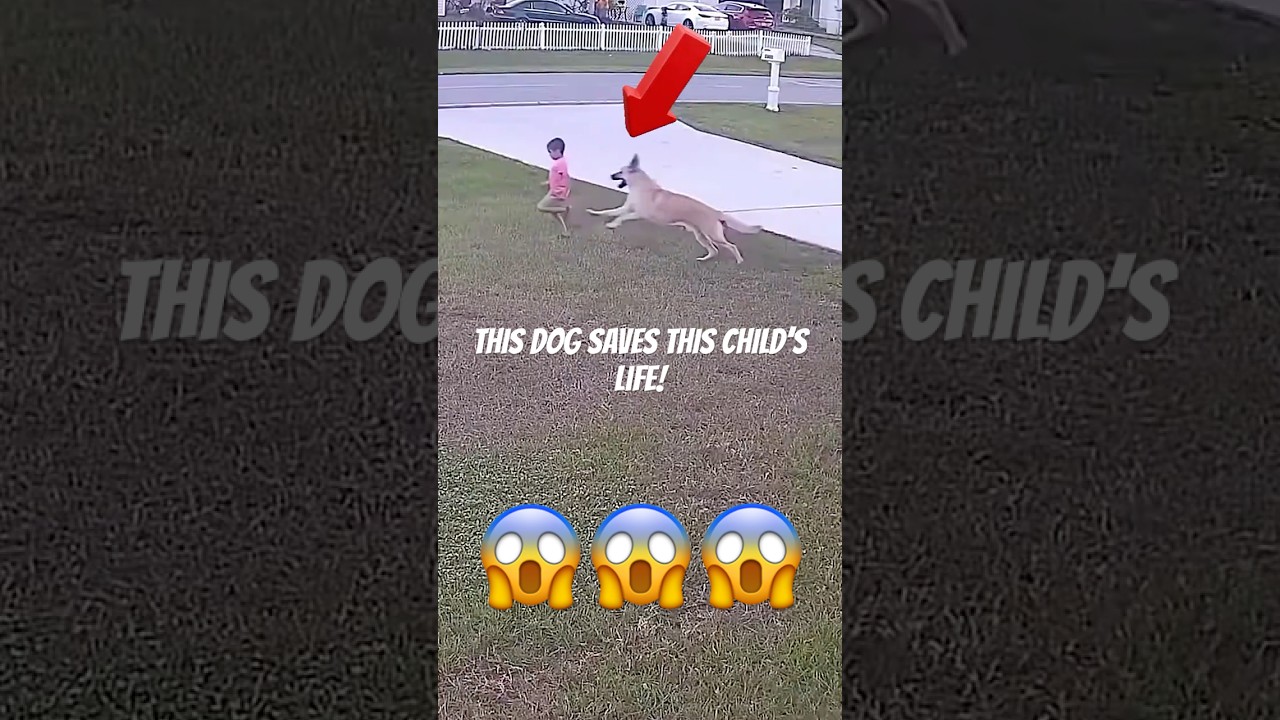 Watch as this Dog SAVES this KID from TWO Attacks!