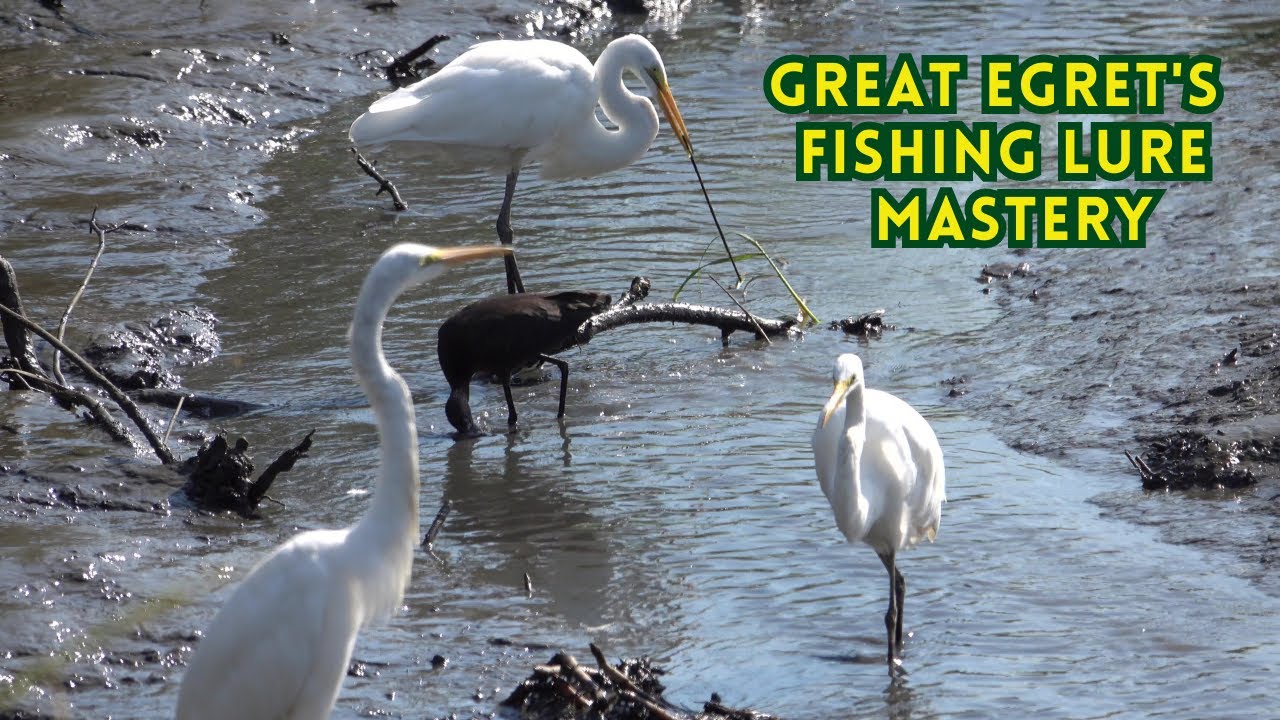 A Rare Glimpse: Great Egret's Artful Use of a Lure for Fishing