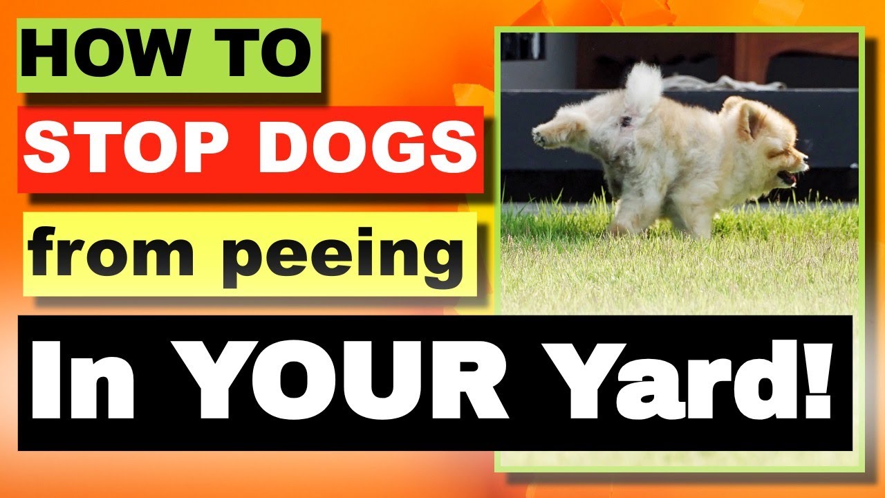 The SECRET to STOPPING Dogs Peeing in Your Yard!