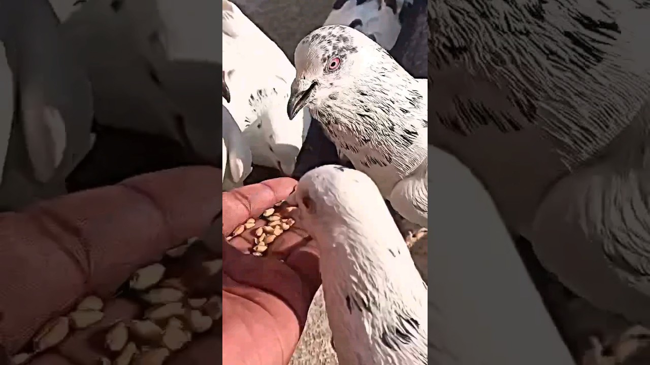 reality of life #youtubeshorts #kabootar #viral #viralvideos #bird #training #pigeonwing #shortvideo