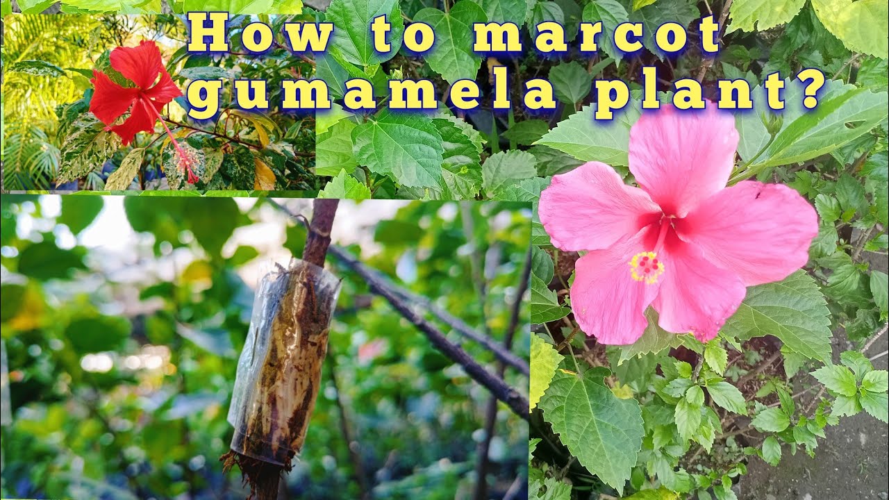 #16 Pag marcot Ng gumamela plant at pag tatanim,