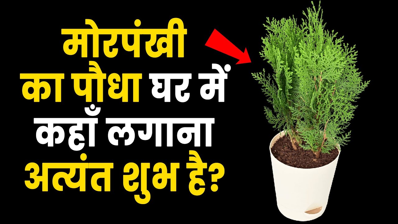 मोरपंखी का पौधा घर में कहाँ लगाना अत्यंत शुभ है? / Morpankhi Ka Paudha / Thuja Plant Vastu Tips
