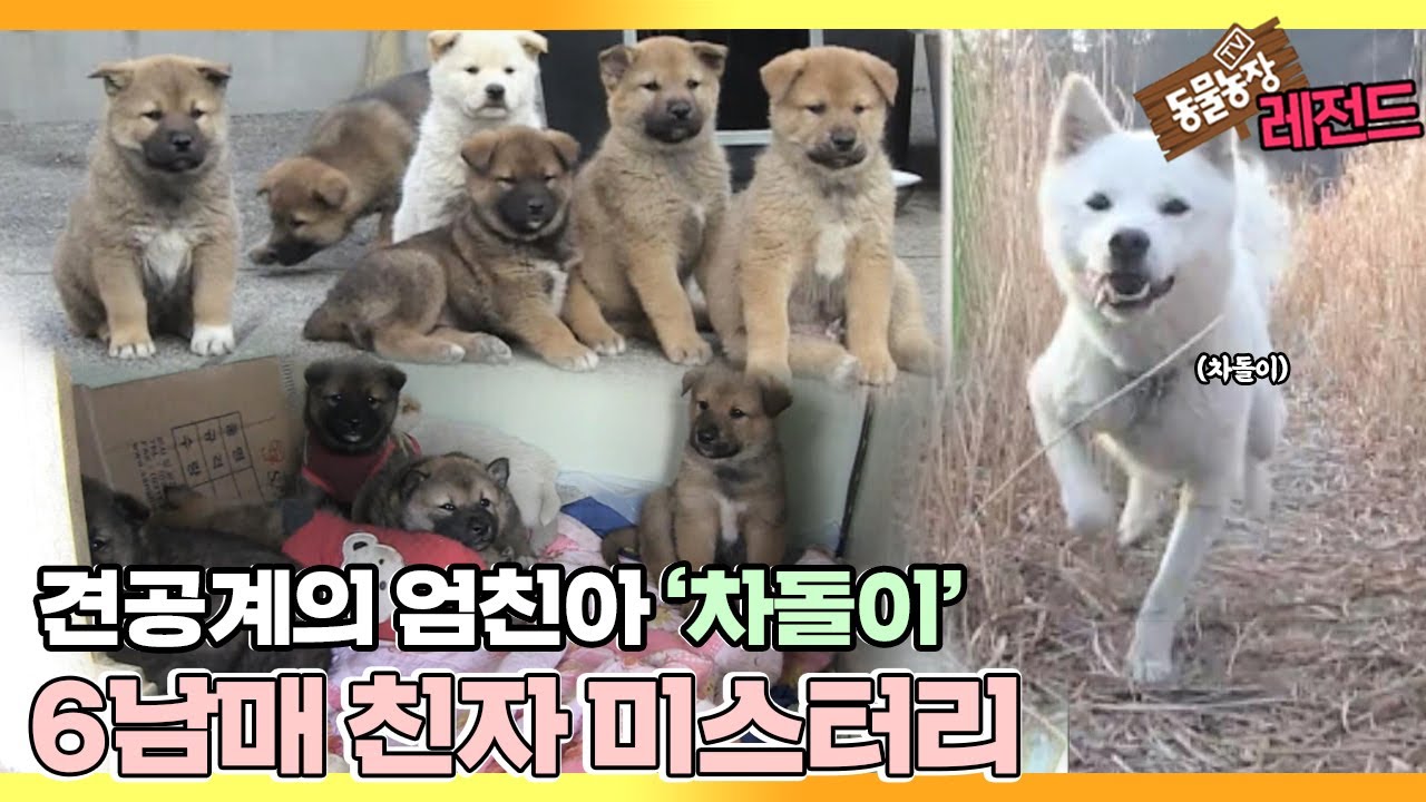 [TV 동물농장 레전드/SUB] ‘엄친아犬 차돌이 친자 미스터리’ 풀버전 다시보기 #TV동물농장 #AnimalFarm #SBSstory
