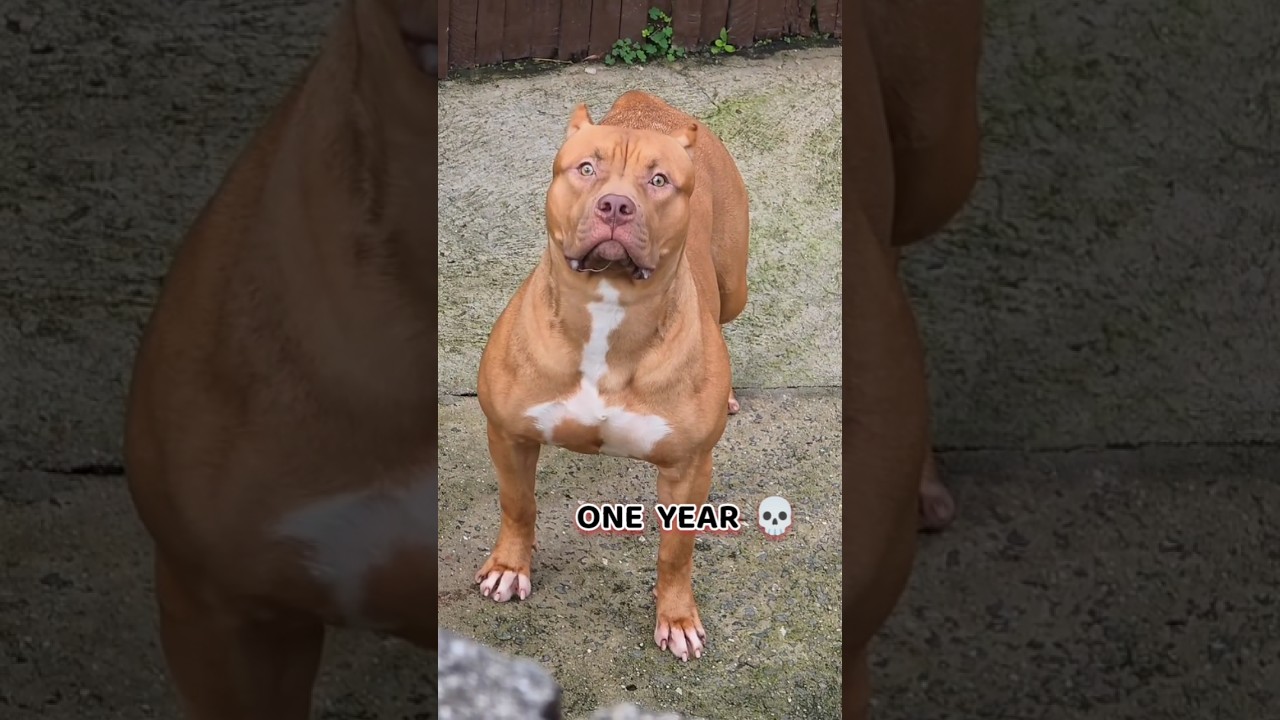 40 Days to One Year American bully #feed #puppy #transformation #dog #bullydogs #pets #dogs