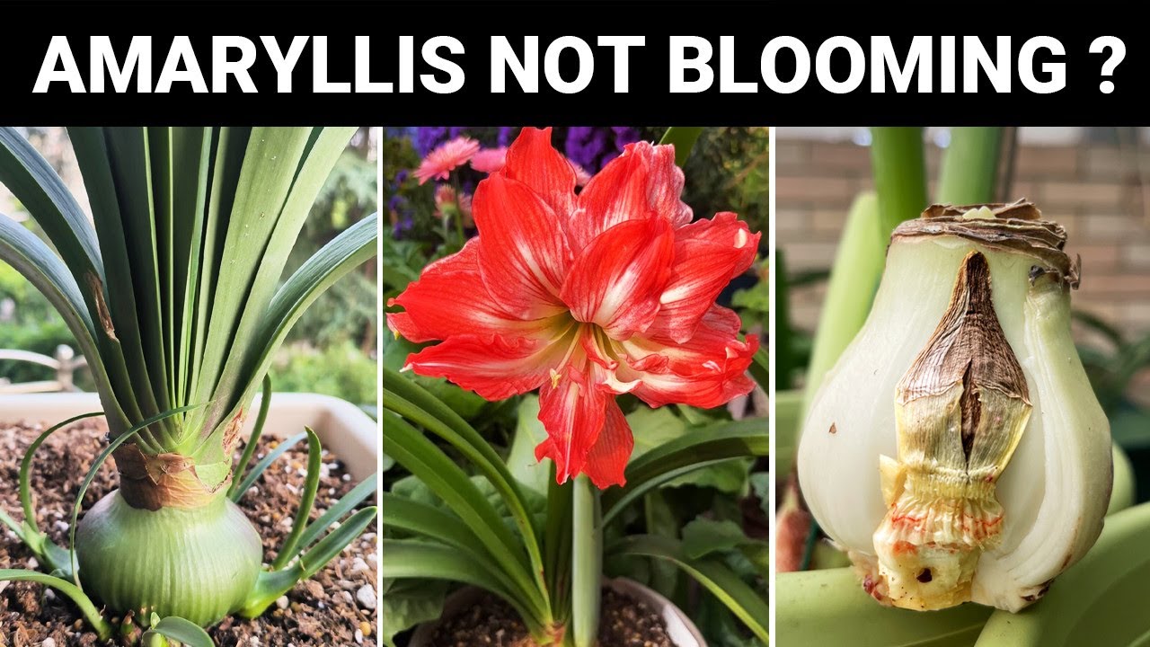 Why is My Amaryllis Not Blooming? 5 Reasons You Must Know (Turn on CC)