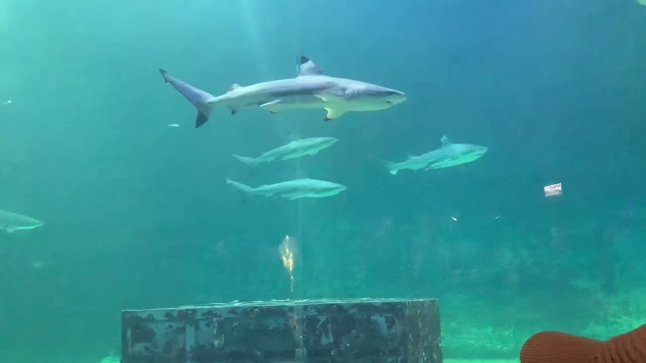 Dufan Edition | A day in my life