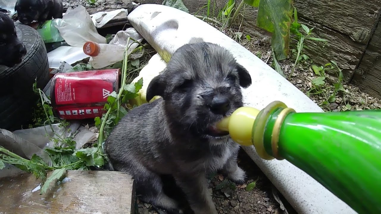 Puppies who do not have a mother