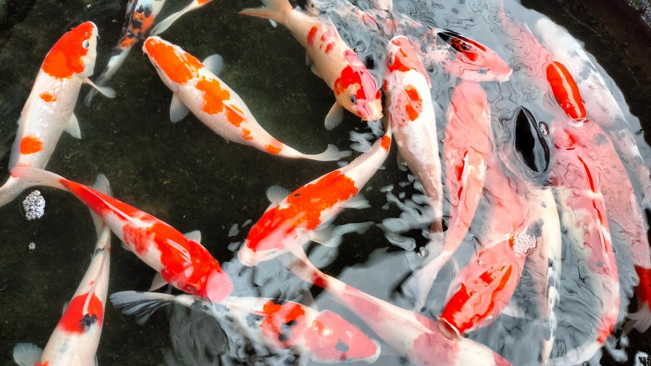 Koi Terlaris Di Pasar Koi Empang Bogor | Harga Rp 12.5 K @KELUARGAKKP17
