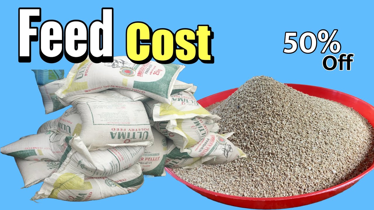 How to Reduce the Cost of Broiler Feed by 30% as a Nigerian 🇳🇬