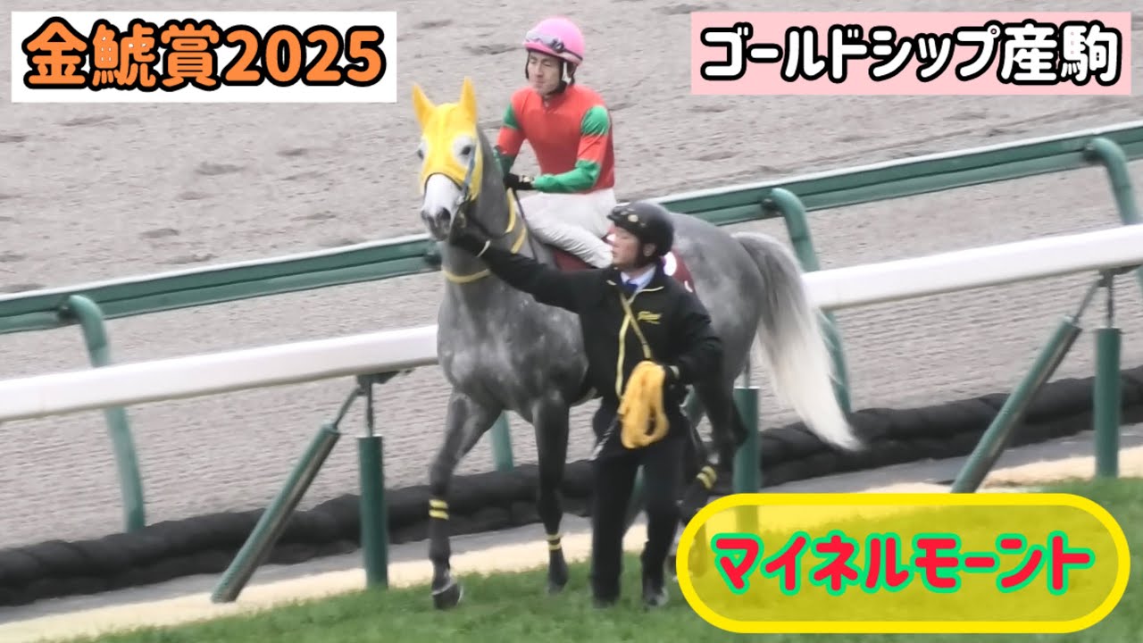 【金鯱賞2025】初めての中京競馬場で厩務員さんに引率され馬場入りするマイネルモーント【ゴールドシップ産駒】