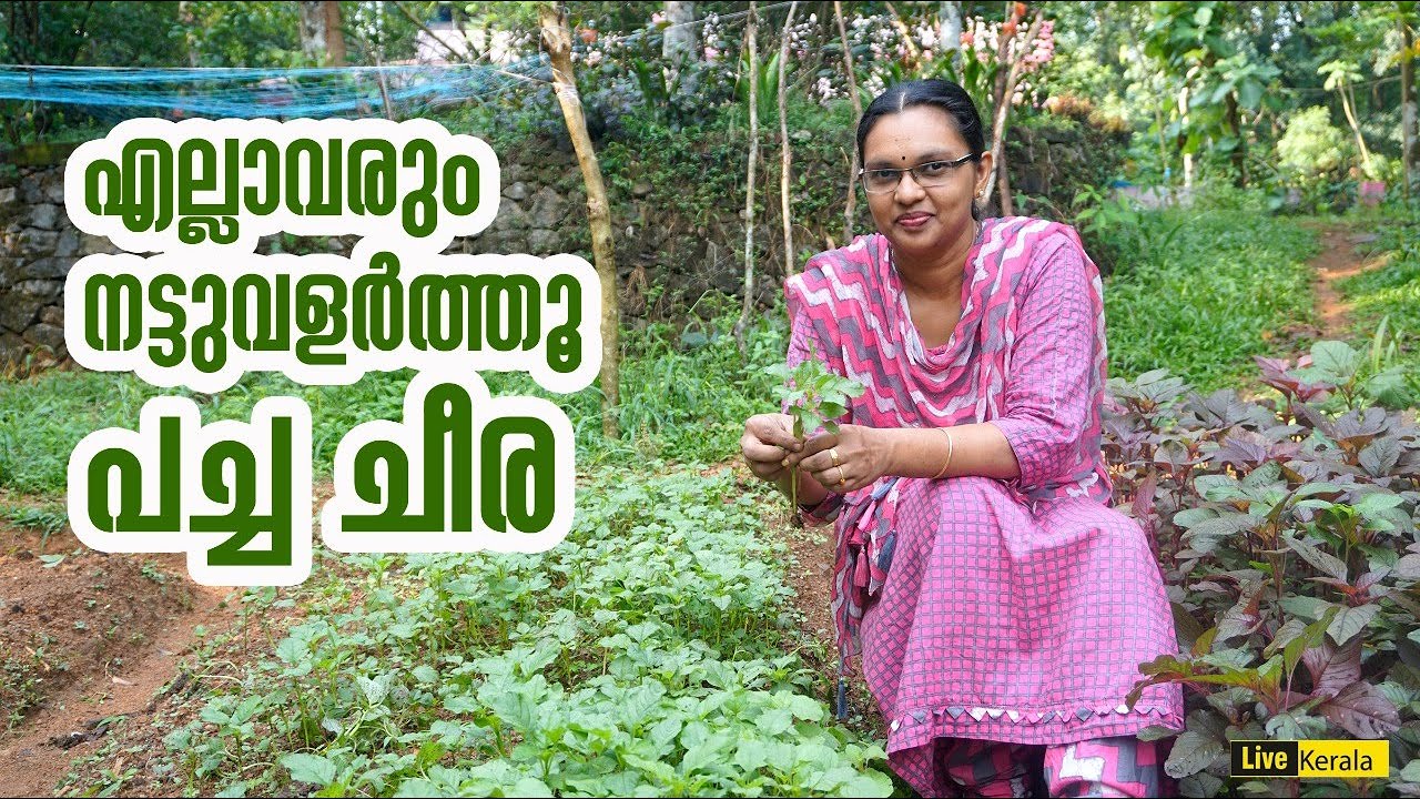 പച്ച ചീര കൃഷി വളരെ എളുപ്പം | Cheera , Amaranthus Cultivation #StayHome #Plant #WithMe