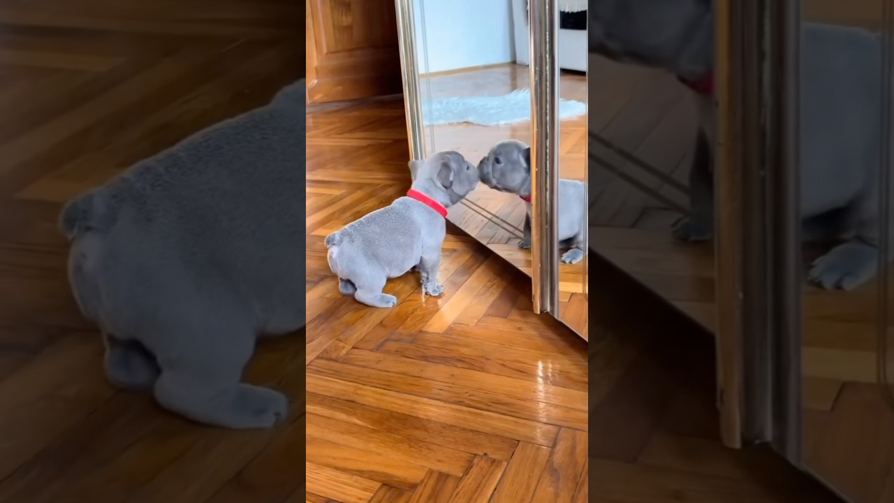 pibbles are always cute