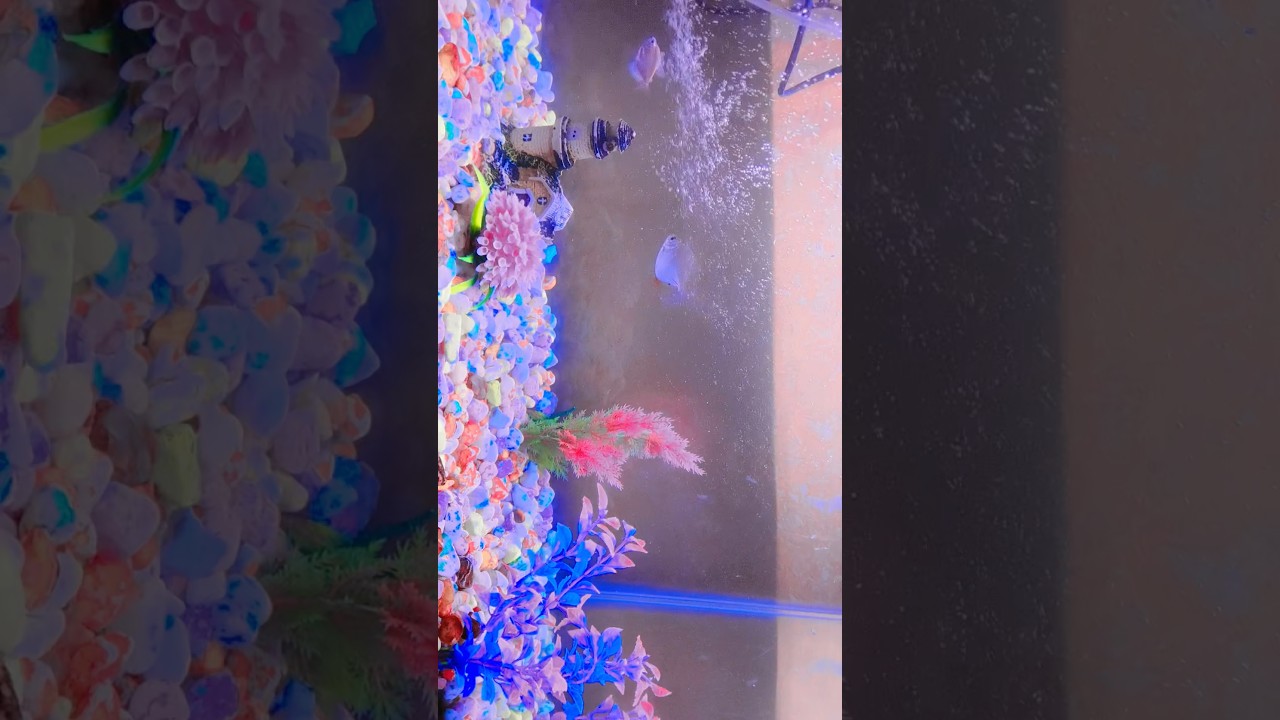 Cute Fish Shorts 🐠