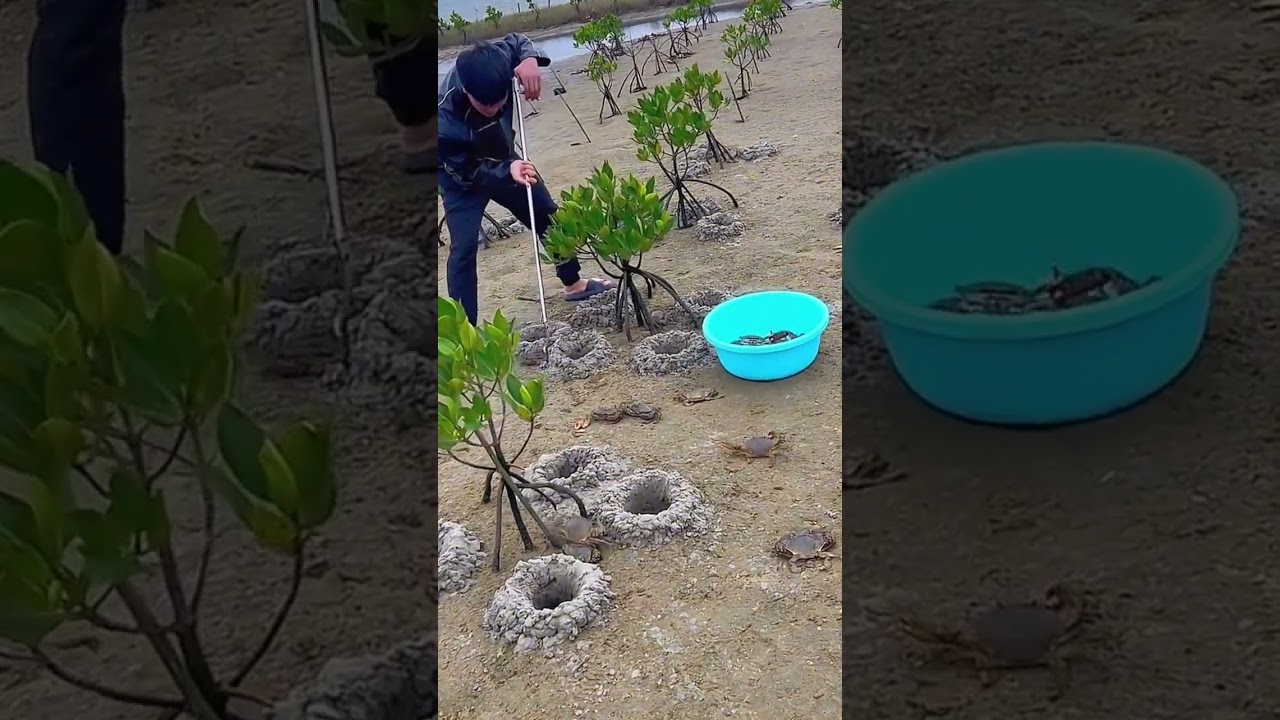The process of catching Green crab in the mangrove sand cave
