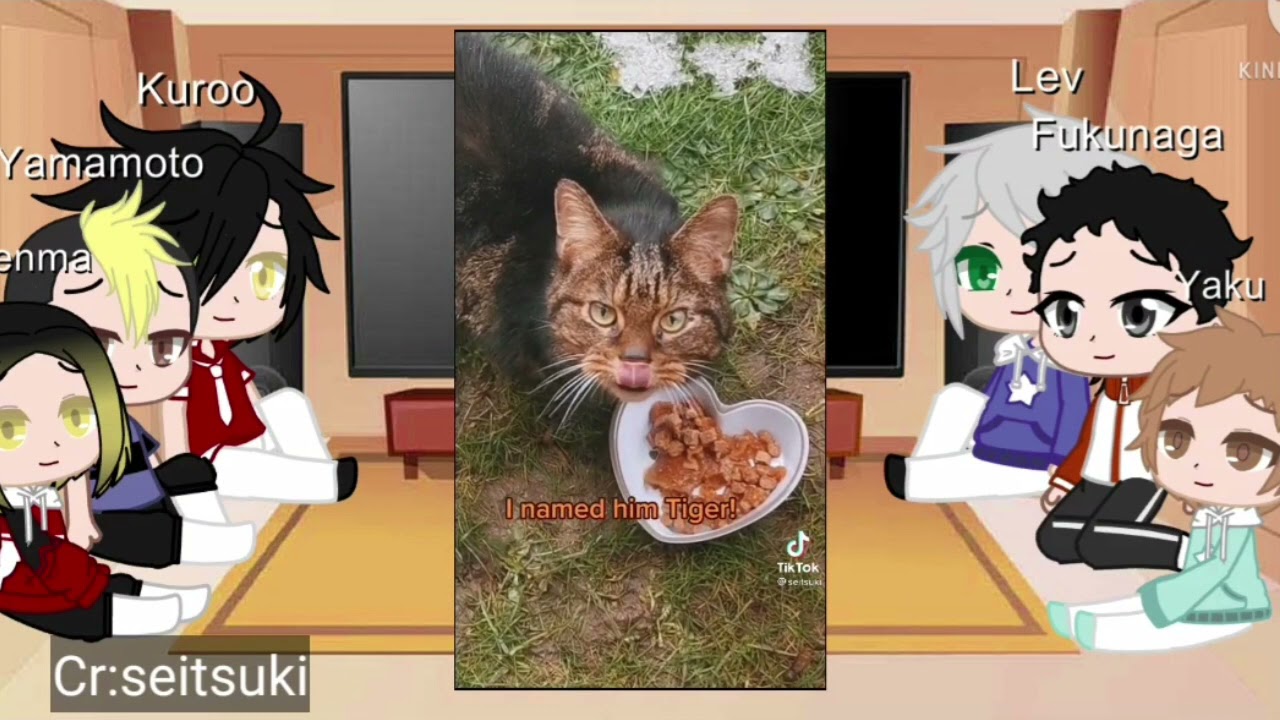 Nekoma react to cat tiktoks |haikyuu| |gacha club|